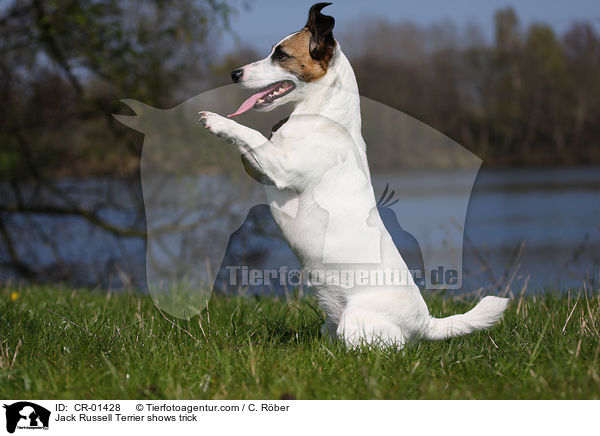 Jack Russell Terrier macht Mnnchen / Jack Russell Terrier shows trick / CR-01428
