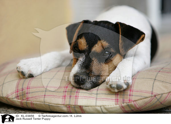 Jack Russell Terrier Welpe / Jack Russell Terrier Puppy / KL-03856