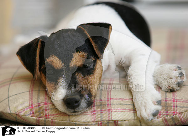 Jack Russell Terrier Welpe / Jack Russell Terrier Puppy / KL-03858