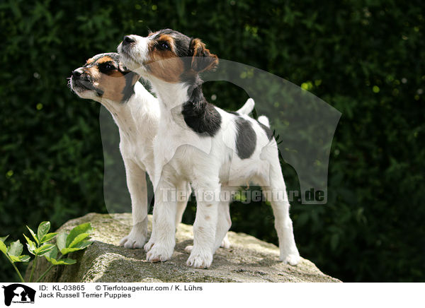 Jack Russell Terrier Welpen / Jack Russell Terrier Puppies / KL-03865