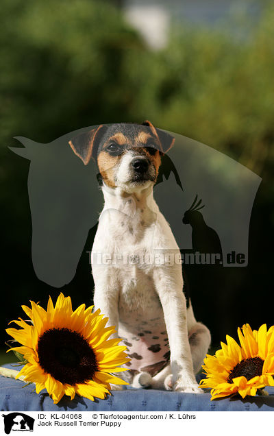 Jack Russell Terrier Welpe / Jack Russell Terrier Puppy / KL-04068