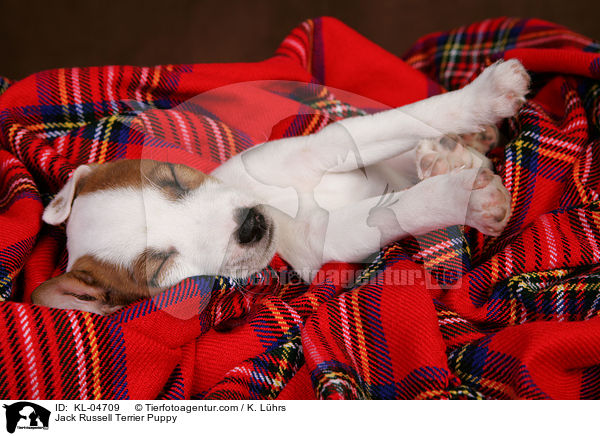 Jack Russell Terrier Welpe / Jack Russell Terrier Puppy / KL-04709