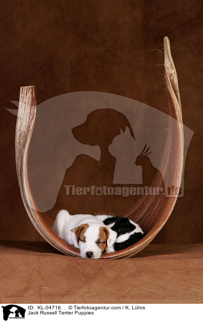 Jack Russell Terrier Welpen / Jack Russell Terrier Puppies / KL-04718