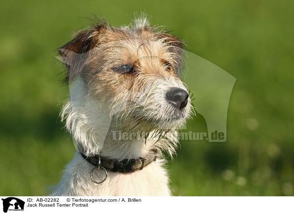 Jack Russell Terrier Portrait / AB-02282