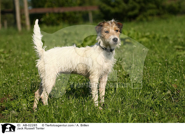 Jack Russell Terrier / AB-02285