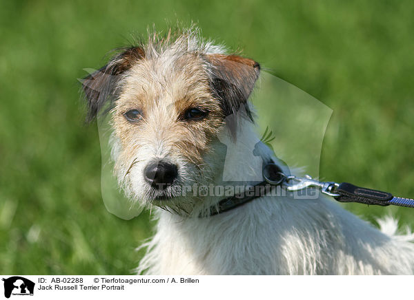 Jack Russell Terrier Portrait / Jack Russell Terrier Portrait / AB-02288