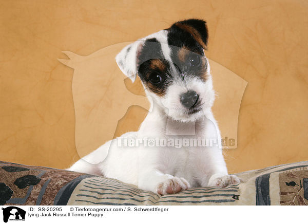 Parson Russell Terrier Welpe / Parson Russell Terrier Puppy / SS-20295