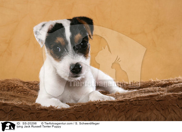 Parson Russell Terrier Welpe / Parson Russell Terrier Puppy / SS-20298