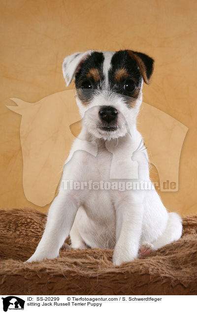 Parson Russell Terrier Welpe / Parson Russell Terrier Puppy / SS-20299