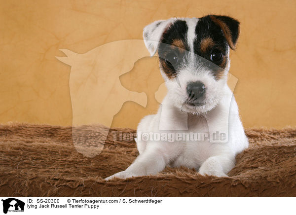 Parson Russell Terrier Welpe / Parson Russell Terrier Puppy / SS-20300