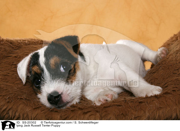 Parson Russell Terrier Welpe / Parson Russell Terrier Puppy / SS-20302