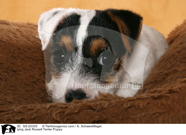 Parson Russell Terrier Welpe / Parson Russell Terrier Puppy / SS-20305