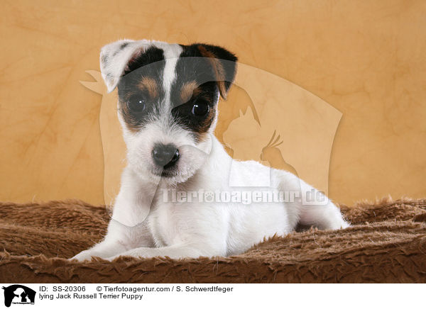 Parson Russell Terrier Welpe / Parson Russell Terrier Puppy / SS-20306