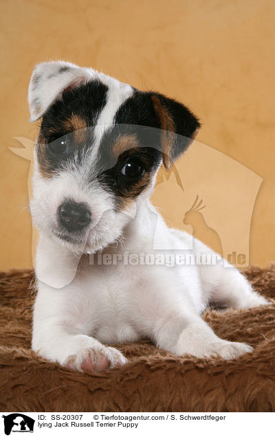 Parson Russell Terrier Welpe / Parson Russell Terrier Puppy / SS-20307