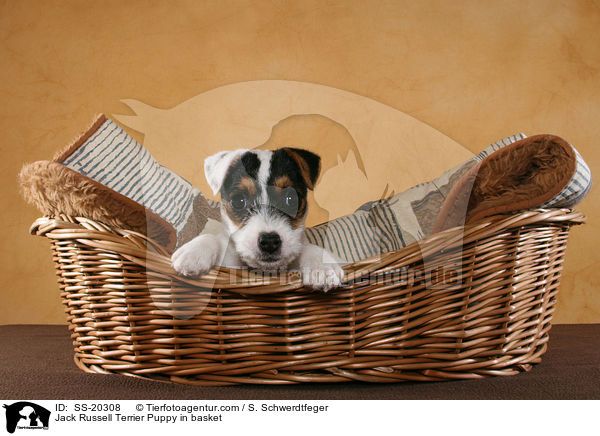 Parson Russell Terrier Welpe / Parson Russell Terrier Puppy / SS-20308
