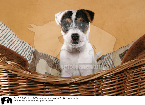 Parson Russell Terrier Welpe / Parson Russell Terrier Puppy / SS-20311