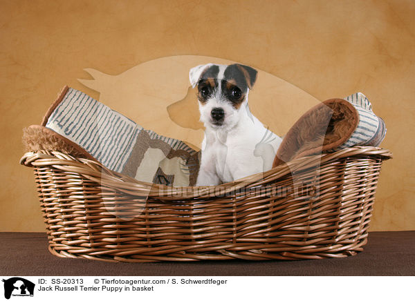 Parson Russell Terrier Welpe / Parson Russell Terrier Puppy / SS-20313