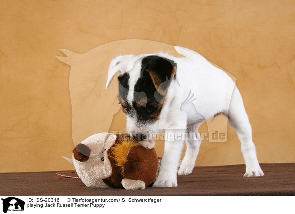 Parson Russell Terrier Welpe / Parson Russell Terrier Puppy / SS-20316
