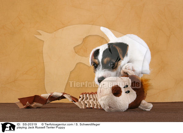 Parson Russell Terrier Welpe / Parson Russell Terrier Puppy / SS-20319