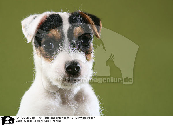 Parson Russell Terrier Welpe / Parson Russell Terrier Puppy / SS-20348