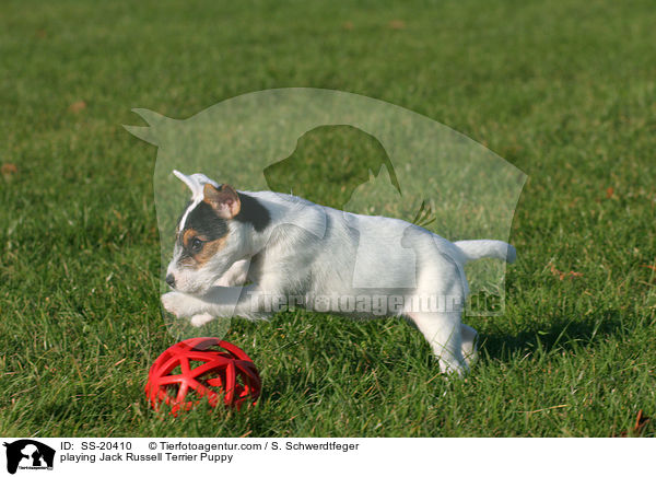 Parson Russell Terrier Welpe / Parson Russell Terrier Puppy / SS-20410