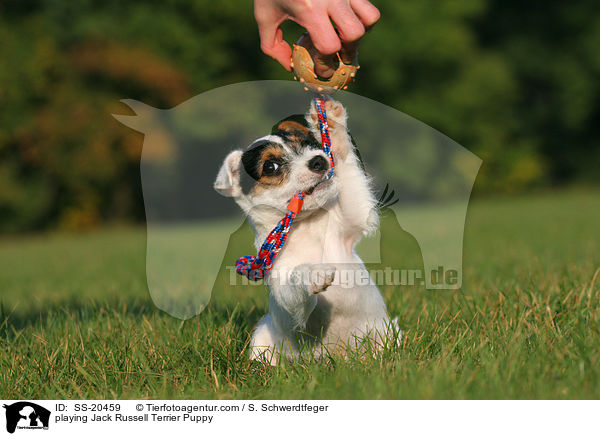 playing Jack Russell Terrier Puppy / SS-20459