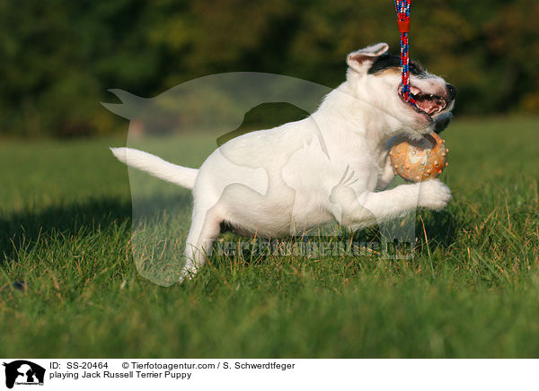 playing Jack Russell Terrier Puppy / SS-20464