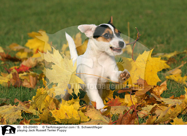 spielender Parson Russell Terrier Welpe / playing Parson Russell Terrier Puppy / SS-20483