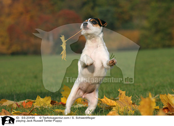 spielender Parson Russell Terrier Welpe / playing Parson Russell Terrier Puppy / SS-20496