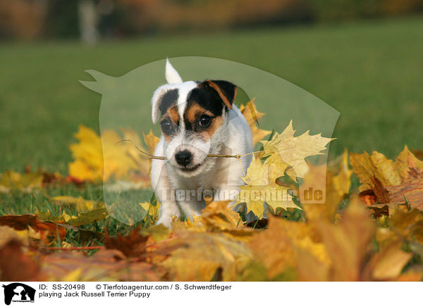 spielender Parson Russell Terrier Welpe / playing Parson Russell Terrier Puppy / SS-20498