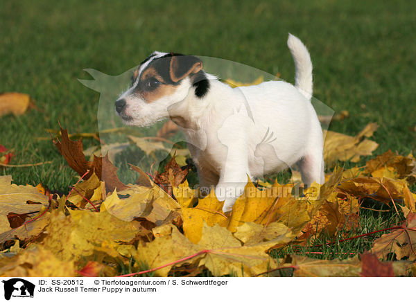 Jack Russell Terrier Puppy in autumn / SS-20512