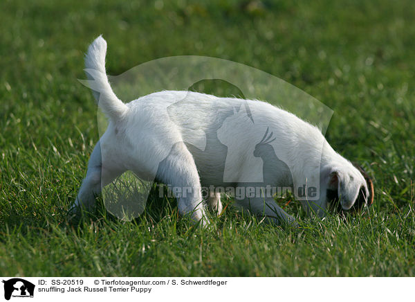 Parson Russell Terrier Welpe / Parson Russell Terrier Puppy / SS-20519