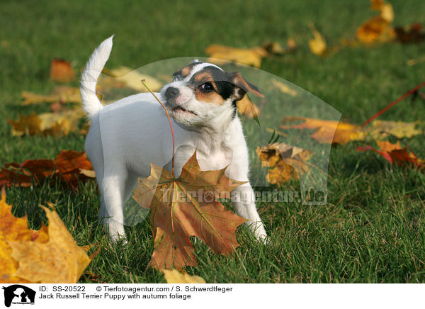 Parson Russell Terrier Welpe / Parson Russell Terrier Puppy / SS-20522