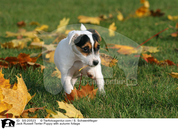 Parson Russell Terrier Welpe / Parson Russell Terrier Puppy / SS-20523