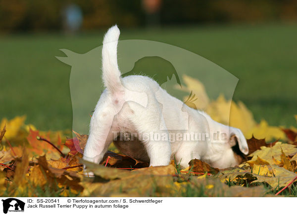 Parson Russell Terrier Welpe / Parson Russell Terrier Puppy / SS-20541