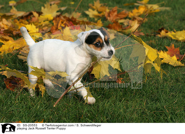 spielender Parson Russell Terrier Welpe / playing Parson Russell Terrier Puppy / SS-20553