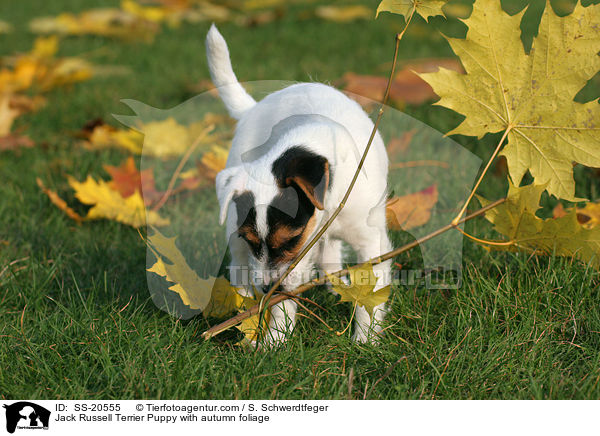 Parson Russell Terrier Welpe / Parson Russell Terrier Puppy / SS-20555