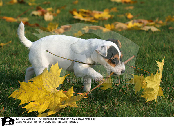 Parson Russell Terrier Welpe / Parson Russell Terrier Puppy / SS-20558