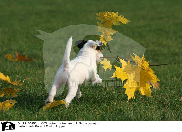 spielender Parson Russell Terrier Welpe / playing Parson Russell Terrier Puppy / SS-20559