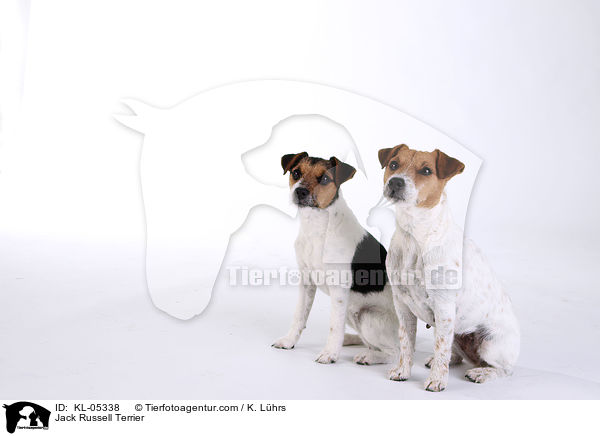Jack Russell Terrier / Jack Russell Terrier / KL-05338