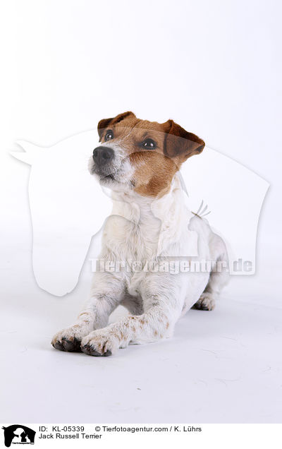 Jack Russell Terrier / Jack Russell Terrier / KL-05339