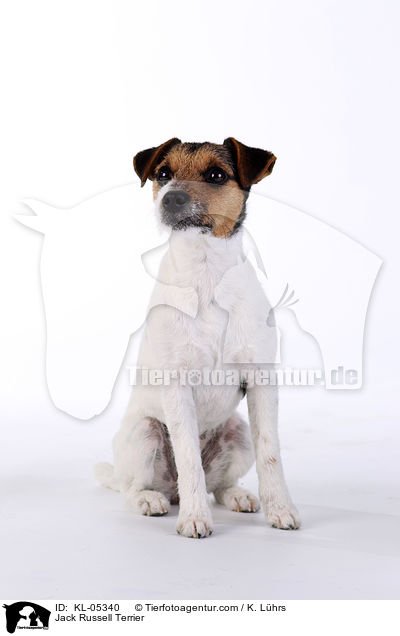 Jack Russell Terrier / Jack Russell Terrier / KL-05340