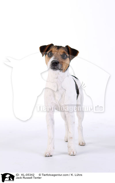 Jack Russell Terrier / Jack Russell Terrier / KL-05342