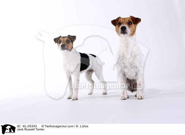 Jack Russell Terrier / Jack Russell Terrier / KL-05343