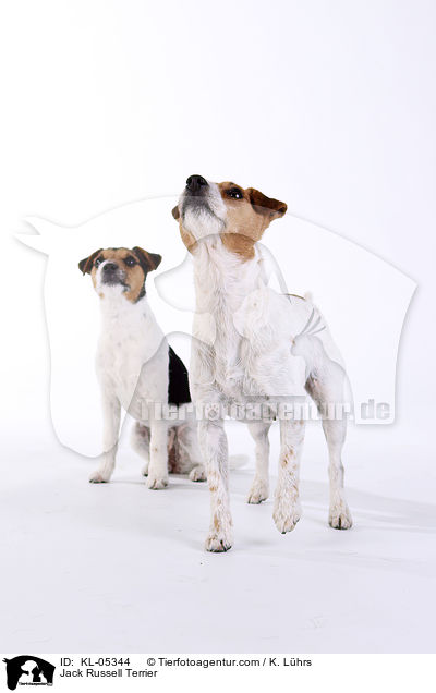 Jack Russell Terrier / Jack Russell Terrier / KL-05344