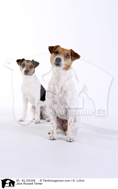 Jack Russell Terrier / Jack Russell Terrier / KL-05346