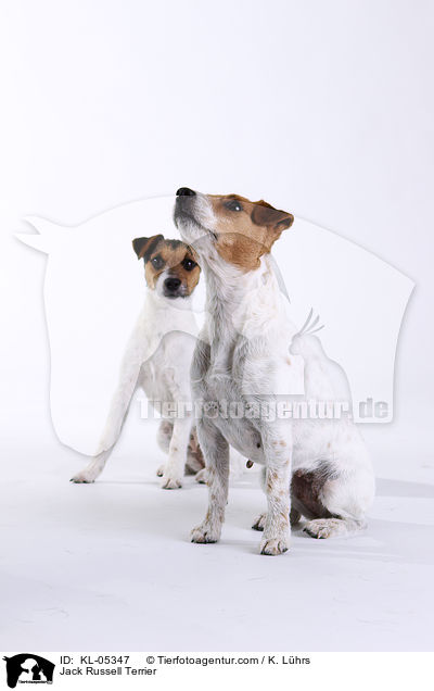Jack Russell Terrier / Jack Russell Terrier / KL-05347