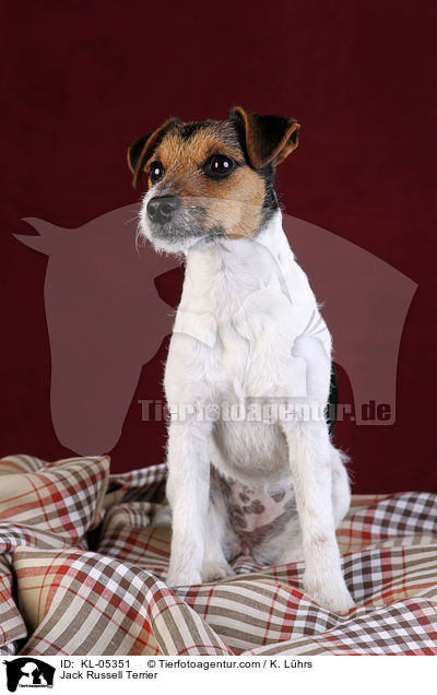Jack Russell Terrier / Jack Russell Terrier / KL-05351