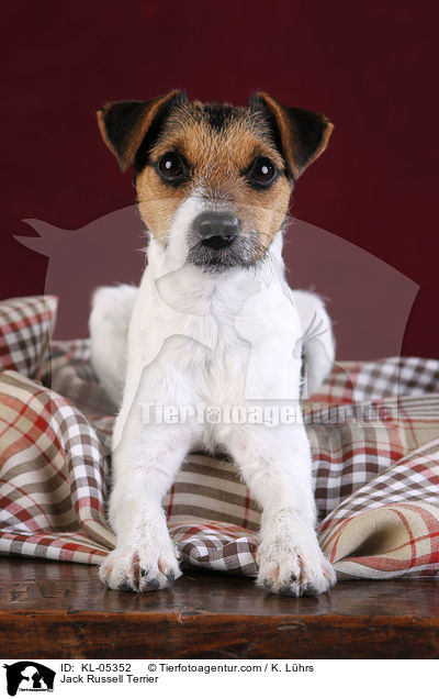 Jack Russell Terrier / Jack Russell Terrier / KL-05352