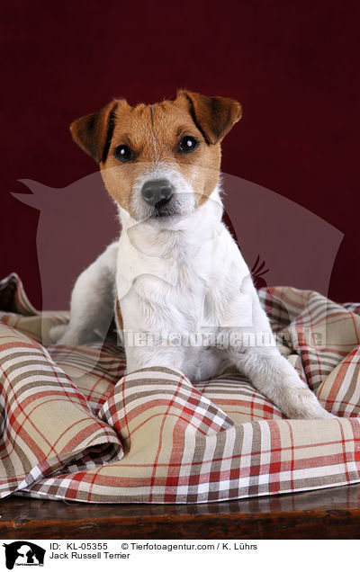 Jack Russell Terrier / Jack Russell Terrier / KL-05355